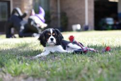 Reunited Female Dog last seen Desert Willow, League City, TX 77573