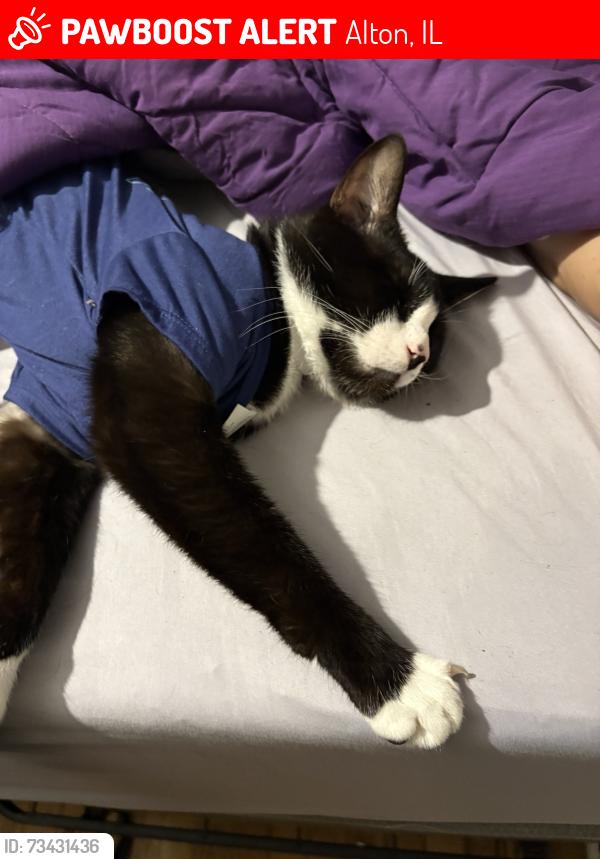 Lost Male Cat last seen 22nd, degenhart, wyckoff, and dunnegan, 20th st, Alton, IL 62002
