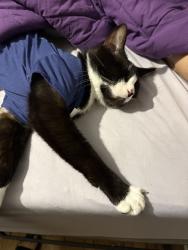 Lost Male Cat last seen 22nd, degenhart, wyckoff, and dunnegan, 20th st, Alton, IL 62002