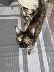 Found/Stray Female Cat last seen Farmway and Linden Ave, Caldwell, ID 83607