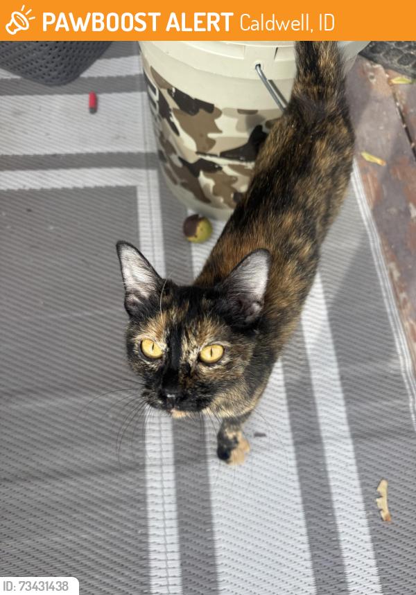 Found/Stray Female Cat last seen Farmway and Linden Ave, Caldwell, ID 83607