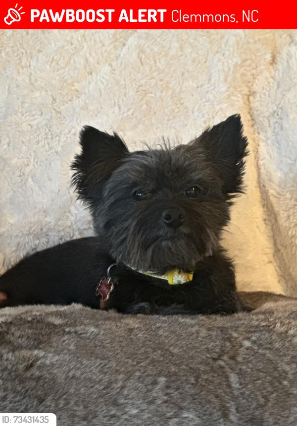 Lost Female Dog last seen muirfield ave, Clemmons, NC 27012
