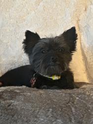 Lost Female Dog last seen muirfield ave, Clemmons, NC 27012