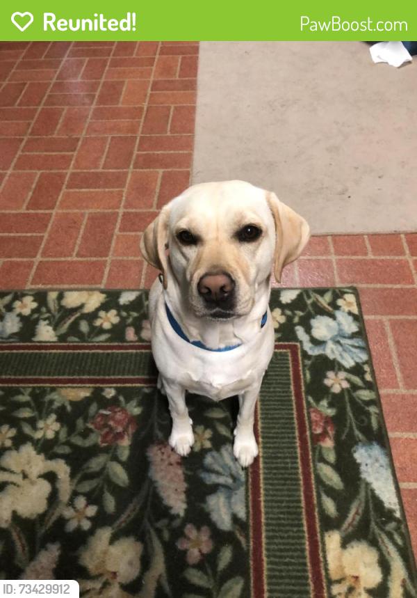 Reunited Female Dog last seen Saint brides road, Chesapeake, VA 23322