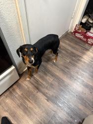 Found/Stray Male Dog last seen Countryclub, Stockton, CA 95204