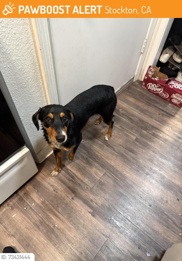 Found/Stray Male Dog last seen Countryclub, Stockton, CA 95204
