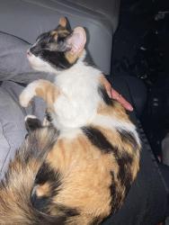 Found/Stray Female Cat last seen Spring Rd and Oak Rd, Maryland City, MD 20724