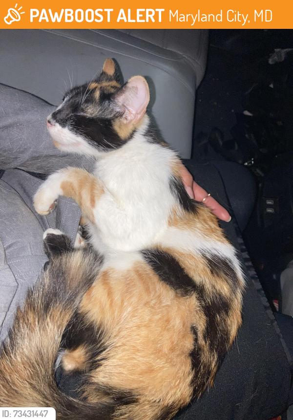 Found/Stray Female Cat last seen Spring Rd and Oak Rd, Maryland City, MD 20724