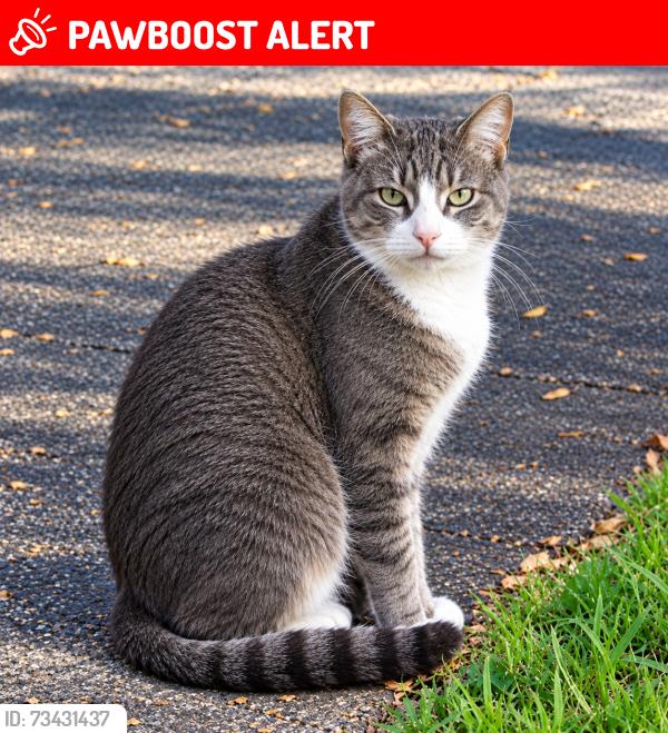 Lost Male Cat last seen Forest Hill Boulevard and Prairie Road, West Palm Beach, FL 33406