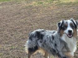 Found/Stray Unknown Dog last seen Fall creek, Cleburne, TX 76033