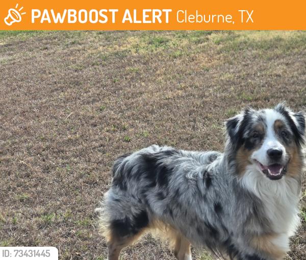 Found/Stray Unknown Dog last seen Fall creek, Cleburne, TX 76033