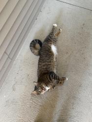Found/Stray Unknown Cat last seen Spring Lake apmts, Granger, IN 46530