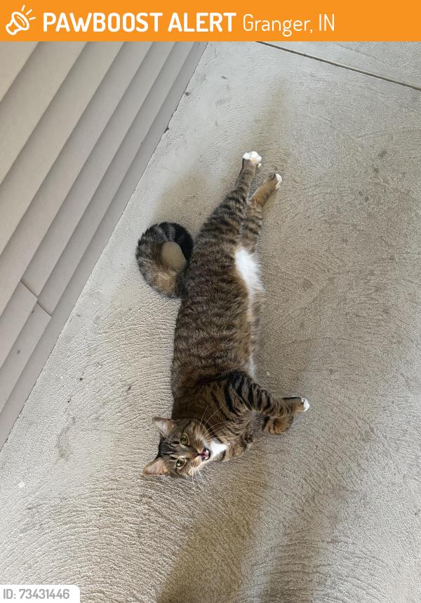 Found/Stray Unknown Cat last seen Spring Lake apmts, Granger, IN 46530