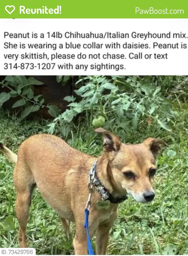 Reunited Female Dog last seen Gravois Road and Syberg’s Restaurant, St. Louis, MO 63123