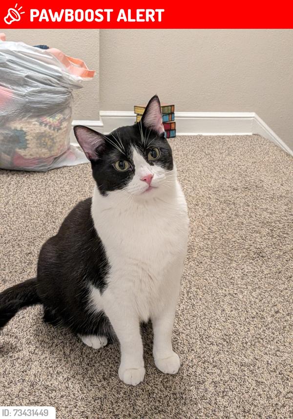 Lost Male Cat last seen Lorraine Park, South Saint Paul, MN 55075