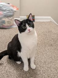 Lost Male Cat last seen Lorraine Park, South Saint Paul, MN 55075