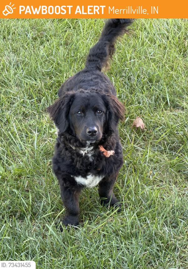 Found/Stray Unknown Dog last seen 54th and Grant, Merrillville, IN 46410