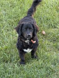 Found/Stray Unknown Dog last seen 54th and Grant, Merrillville, IN 46410