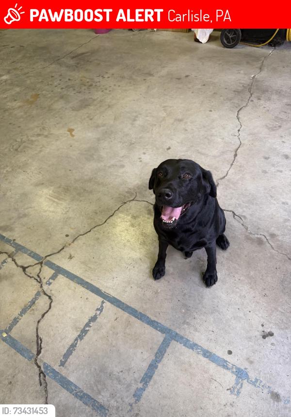 Lost Male Dog last seen Intersection of south middlesex and York Rd (Route 74), Carlisle, PA 17013