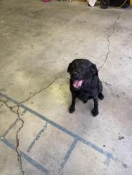Lost Male Dog last seen Intersection of south middlesex and York Rd (Route 74), Carlisle, PA 17013