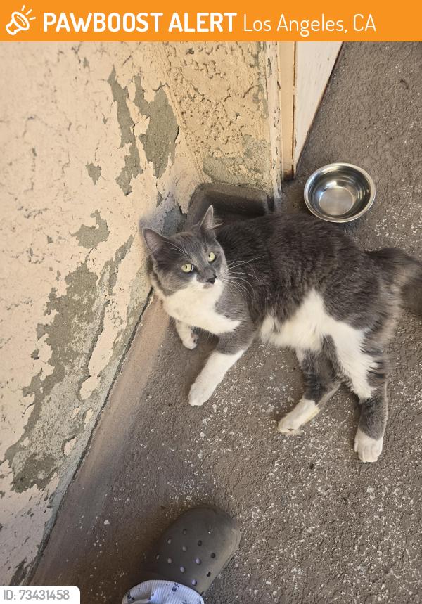 Found/Stray Unknown Cat last seen Roscoe and Balboa, Los Angeles, CA 91325