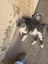 Found/Stray Unknown Cat last seen Roscoe and Balboa, Los Angeles, CA 91325