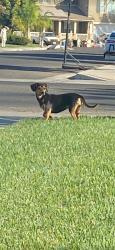 Lost Unknown Dog last seen Hayes and swift, Fresno, CA 93723