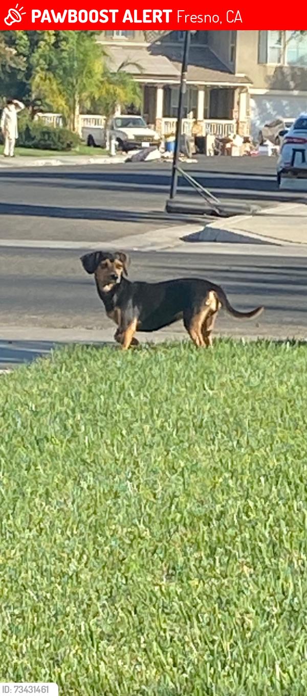 Lost Unknown Dog last seen Hayes and swift, Fresno, CA 93723