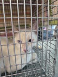 Shelter Stray Male Cat last seen , West Valley Animal Shelter, 20655 Plummer St, Chatsworth, CA 91311, USA