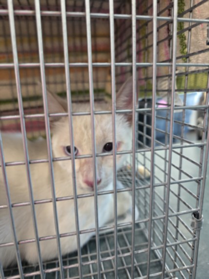 Shelter Stray Male Cat last seen , West Valley Animal Shelter, 20655 Plummer St, Chatsworth, CA 91311, USA