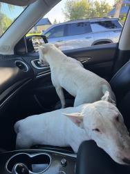 Found/Stray Male Dog last seen Merle, Modesto, CA 95355