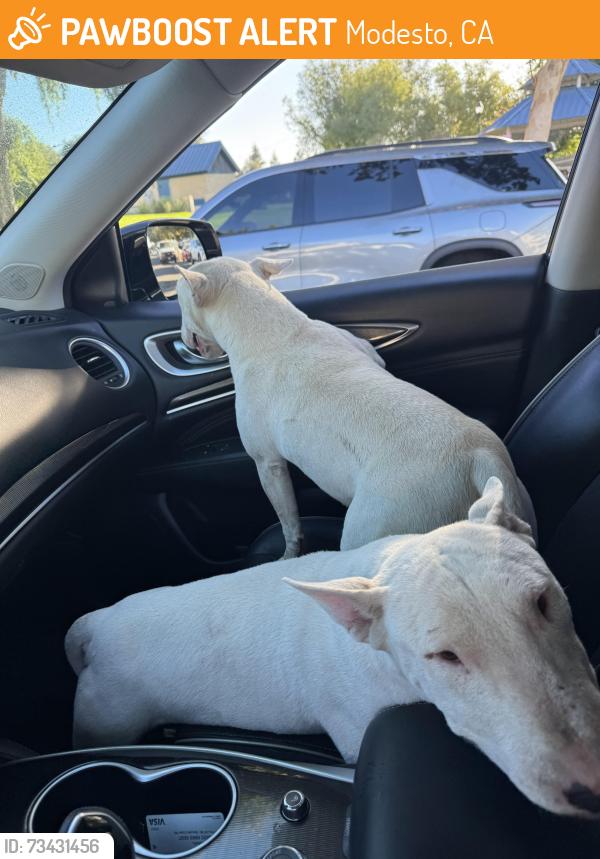 Found/Stray Male Dog last seen Merle, Modesto, CA 95355