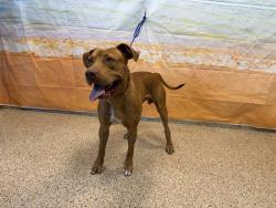Shelter Stray Male Dog last seen Near BLOCK SE 8 ST, 3599 NW 79th Ave, Doral, FL 33122, USA