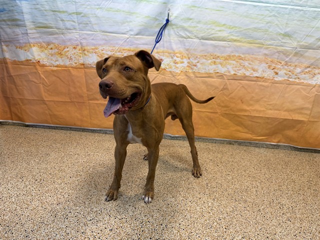 Shelter Stray Male Dog last seen Near BLOCK SE 8 ST, 3599 NW 79th Ave, Doral, FL 33122, USA