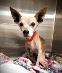 Shelter Stray Male Dog last seen , 1850 W 60th St, Los Angeles, CA 90047, USA