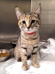Shelter Stray Female Cat last seen , 1850 W 60th St, Los Angeles, CA 90047, USA