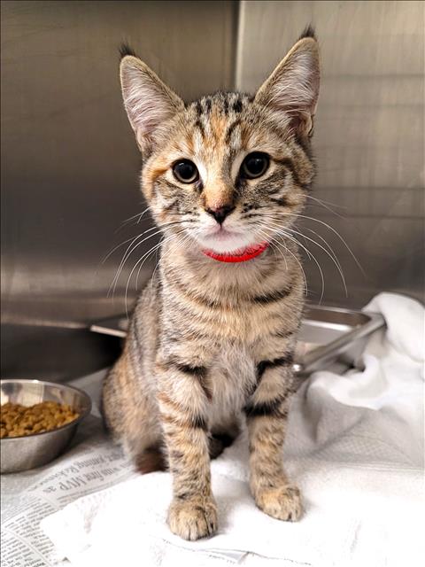Shelter Stray Female Cat last seen , 1850 W 60th St, Los Angeles, CA 90047, USA
