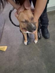 Shelter Stray Unknown Dog last seen , 1850 W 60th St, Los Angeles, CA 90047, USA