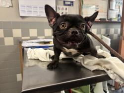 Shelter Stray Female Dog last seen , 957 N Gaffey St, San Pedro, CA 90731, USA