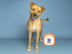 Shelter Stray Female Dog last seen 55TH ST AND VAN BUREN, 5501 E Van Buren St, Phoenix, AZ 85008, USA