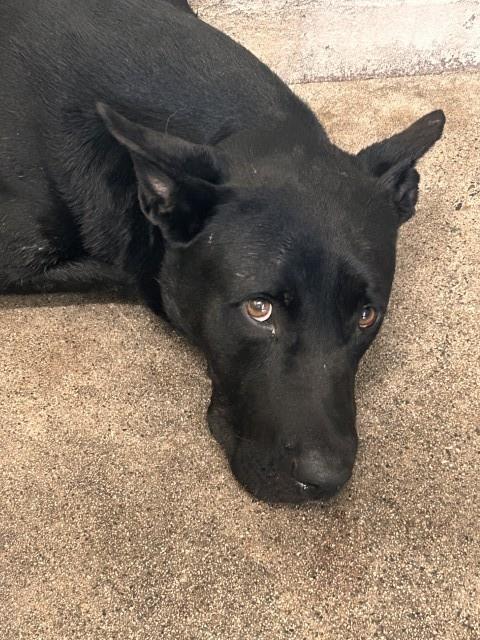 Shelter Stray Unknown Dog last seen , 333 Chandler Pl, San Bernardino, CA 92408, USA