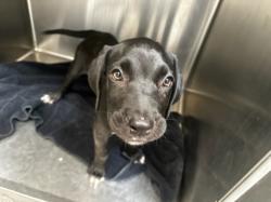 Shelter Stray Female Dog last seen , 3201 Lacy St, Los Angeles, CA 90031, USA