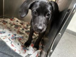 Shelter Stray Female Dog last seen , 3201 Lacy St, Los Angeles, CA 90031, USA