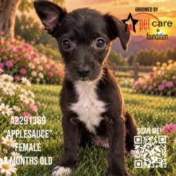 Shelter Stray Female Dog last seen , 3201 Lacy St, Los Angeles, CA 90031, USA