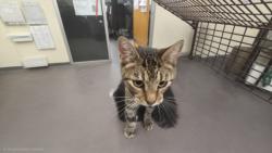 Shelter Stray Female Cat last seen , 3201 Lacy St, Los Angeles, CA 90031, USA