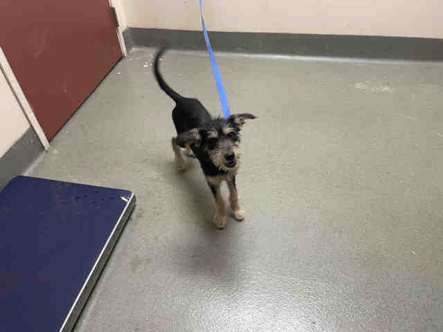 Shelter Stray Male Dog last seen RAYMOND, 2481 Palomar Airport Rd, Carlsbad, CA 92011, USA