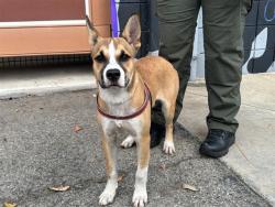 Shelter Stray Female Dog last seen LINCOLN / PICO, 1640 9th St, Santa Monica, CA 90404, USA