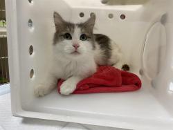 Shelter Stray Female Cat last seen Near BLOCK S 12TH ST, 3839 W Burnham St, West Milwaukee, WI 53215, USA