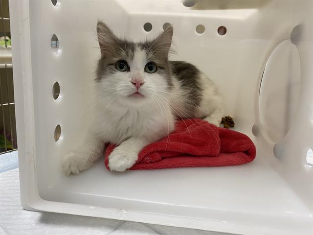 Shelter Stray Female Cat last seen Near BLOCK S 12TH ST, 3839 W Burnham St, West Milwaukee, WI 53215, USA