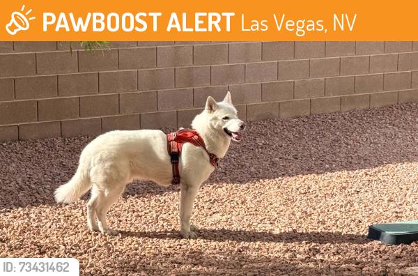 Found/Stray Male Dog last seen Jones and Lone Mountain, Las Vegas, NV 89130